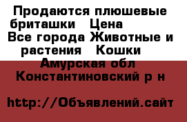 Продаются плюшевые бриташки › Цена ­ 2 500 - Все города Животные и растения » Кошки   . Амурская обл.,Константиновский р-н